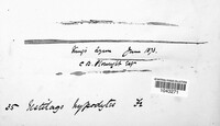 Tranzscheliella hypodytes image